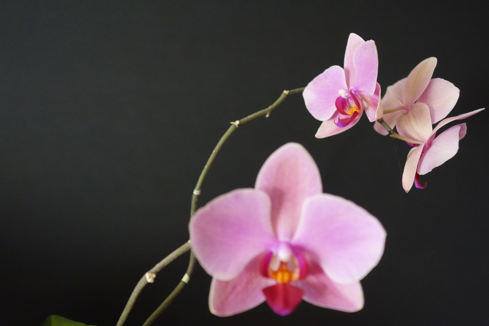 Orchidee 1