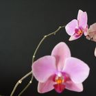 Orchidee 1