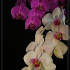 Orchidee 1