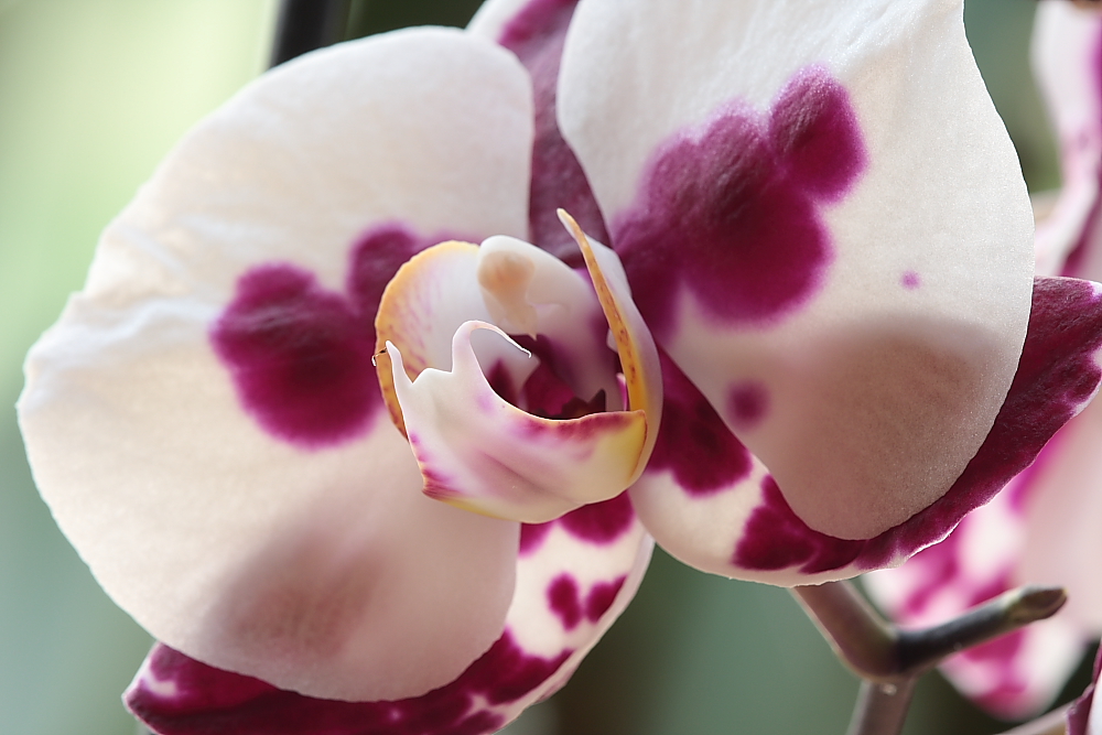 Orchidee 1