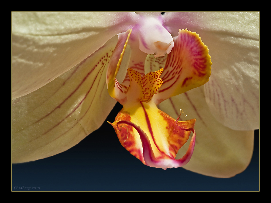 Orchidee 1