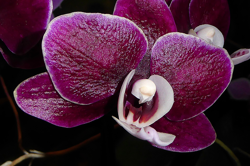 Orchidee-1