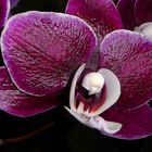 Orchidee-1