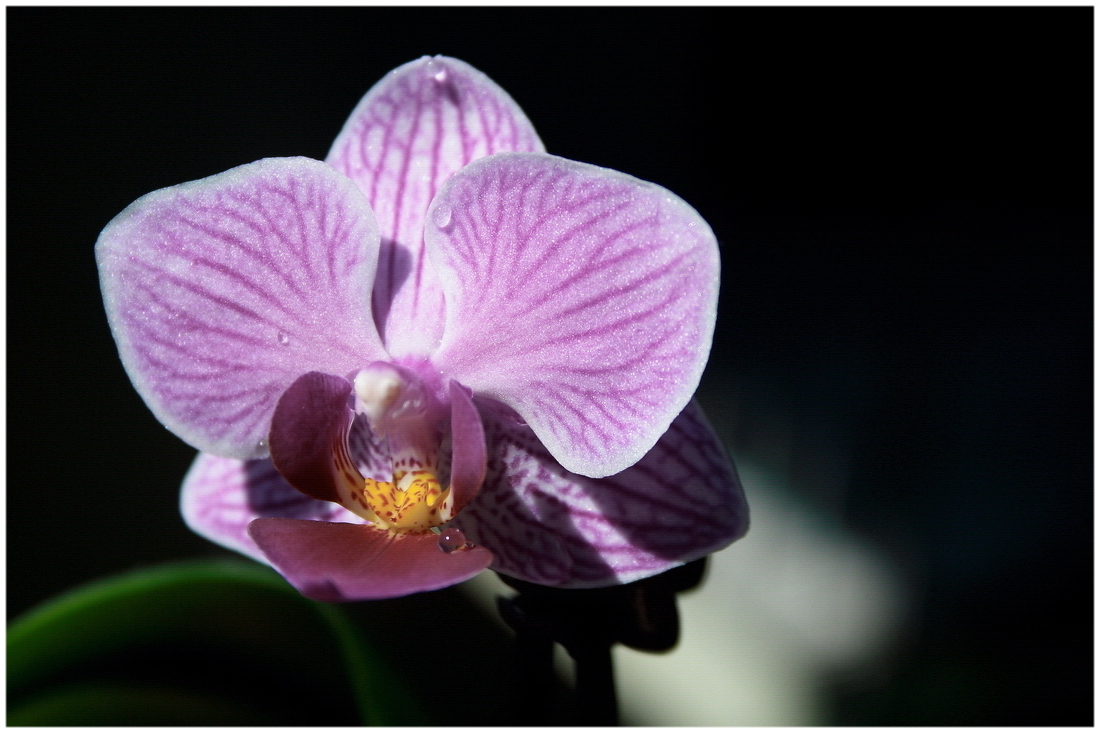 Orchidee 1