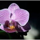 Orchidee 1