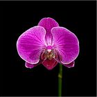 Orchidee 1