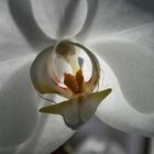 Orchidee 1