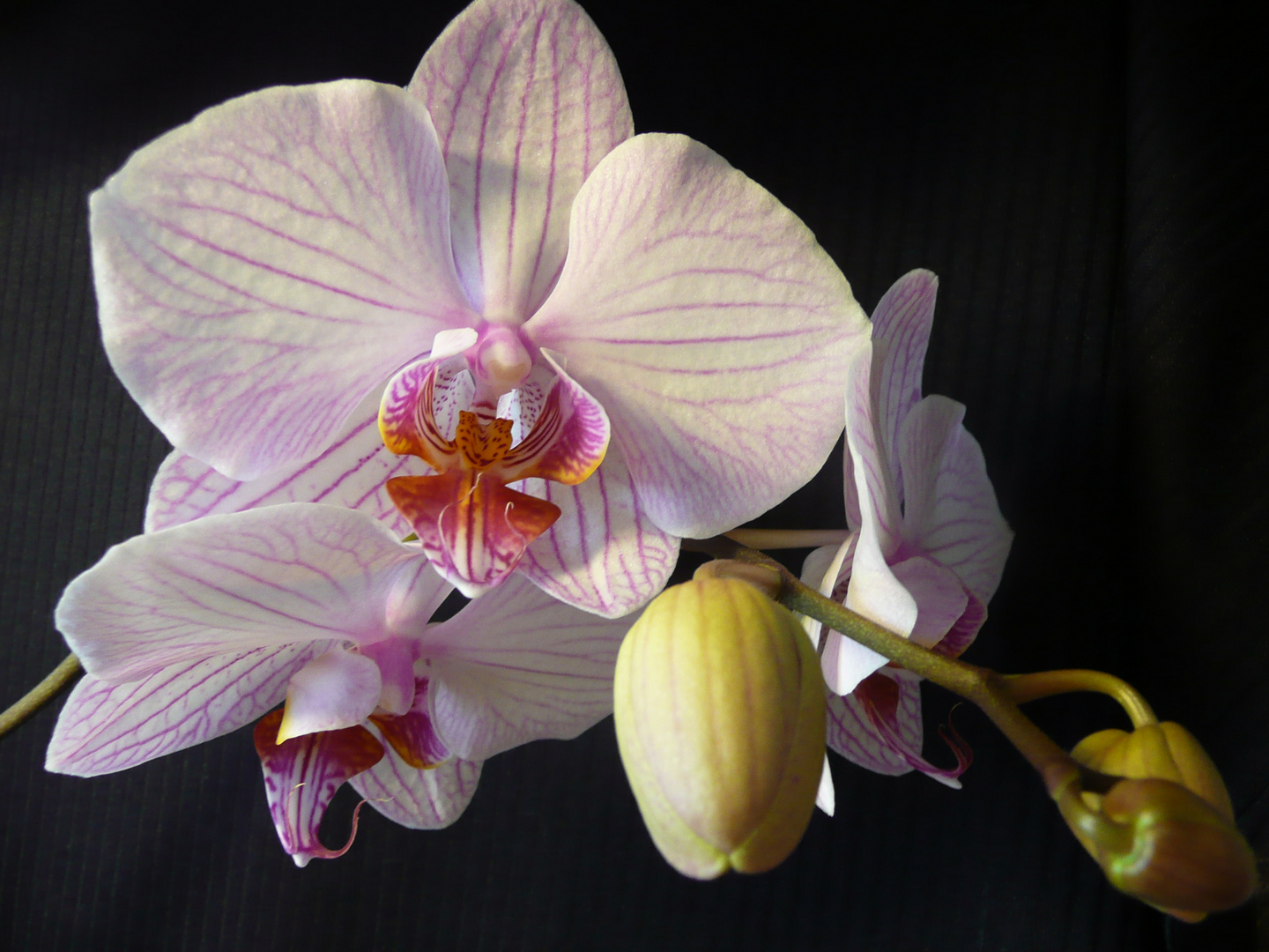 Orchidee 1