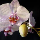 Orchidee 1