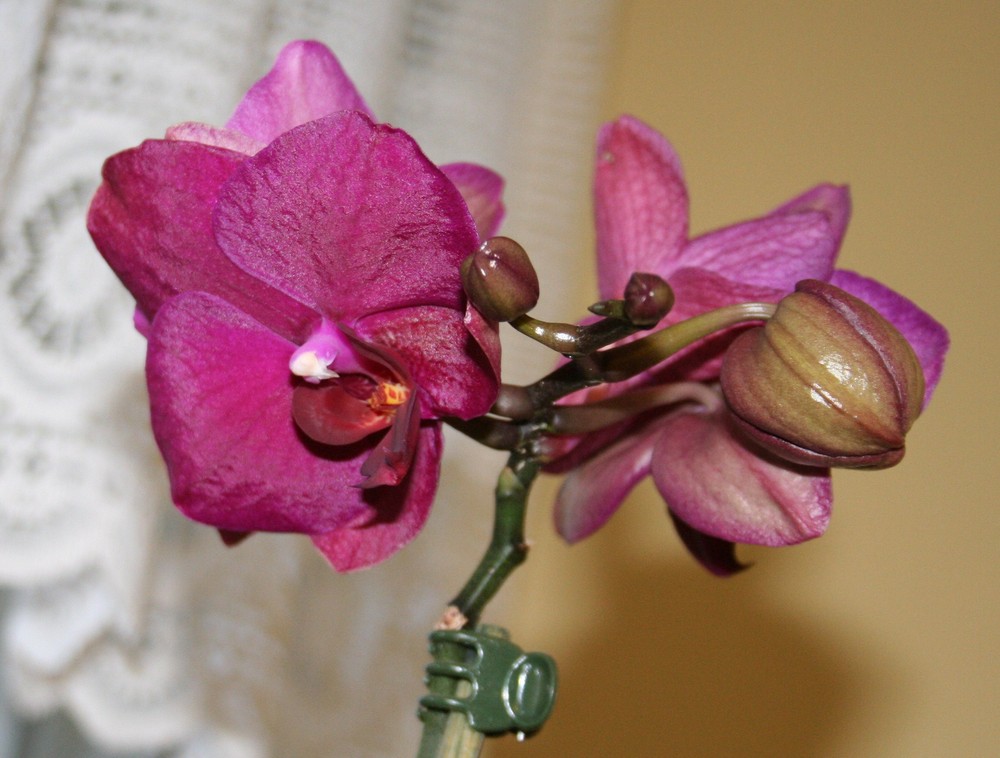 Orchidee 1