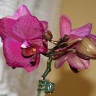 Orchidee 1