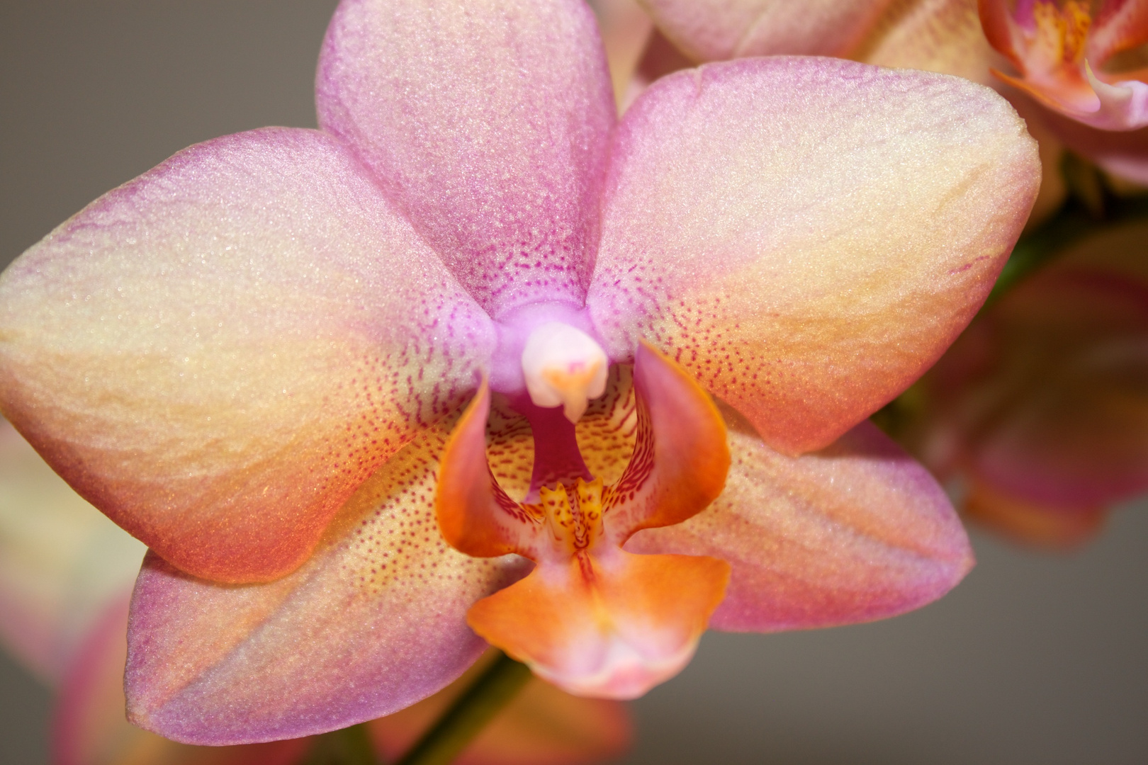 Orchidee 1