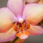 Orchidee 1