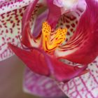 Orchidee 1