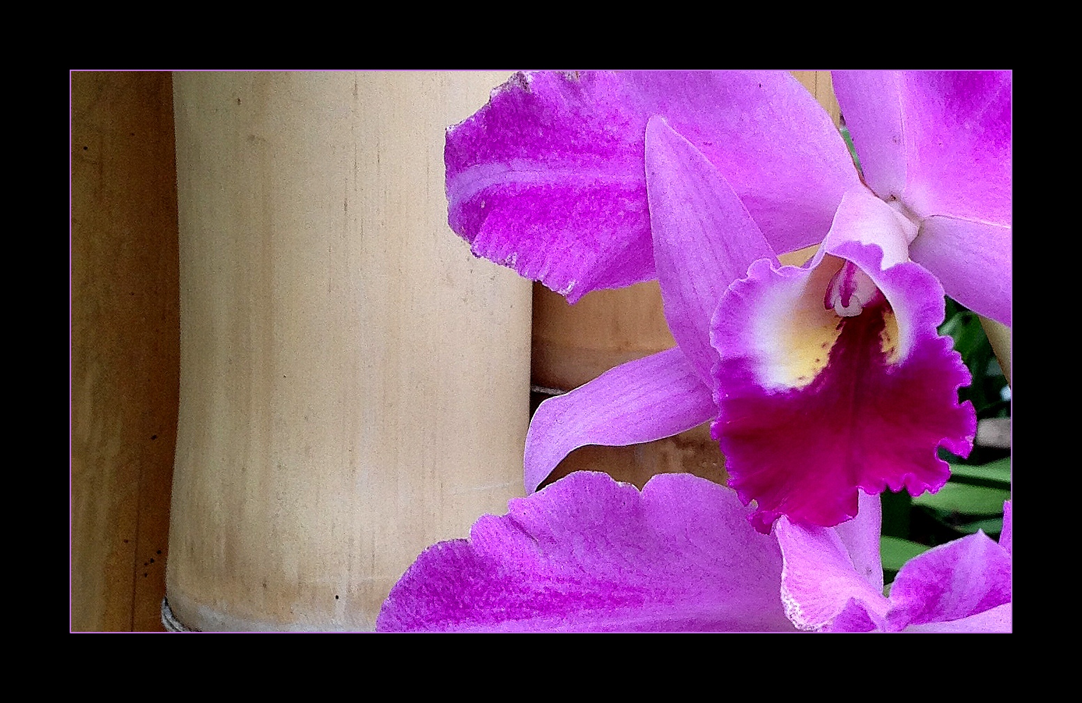 Orchidee 1