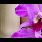 Orchidee 1