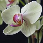 Orchidee 1 (Phalaenopsis)