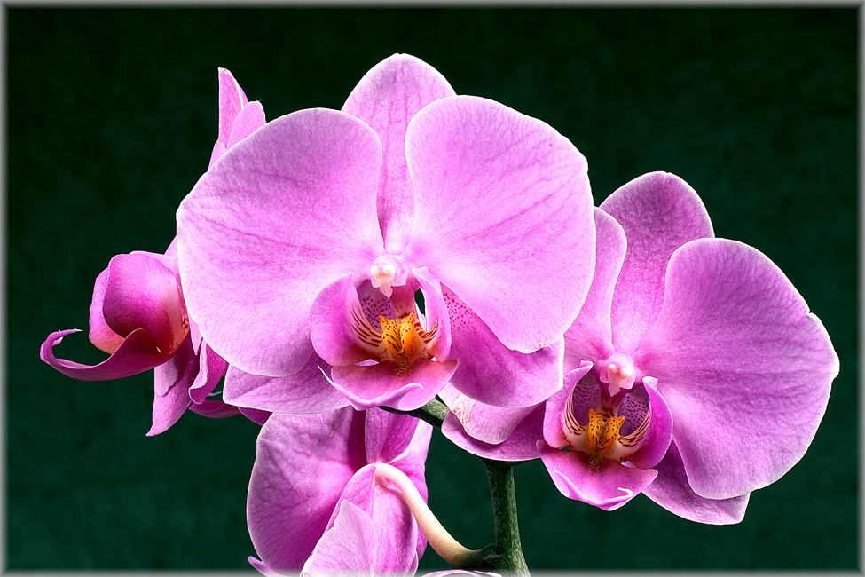 Orchidee #1 (Reloaded)