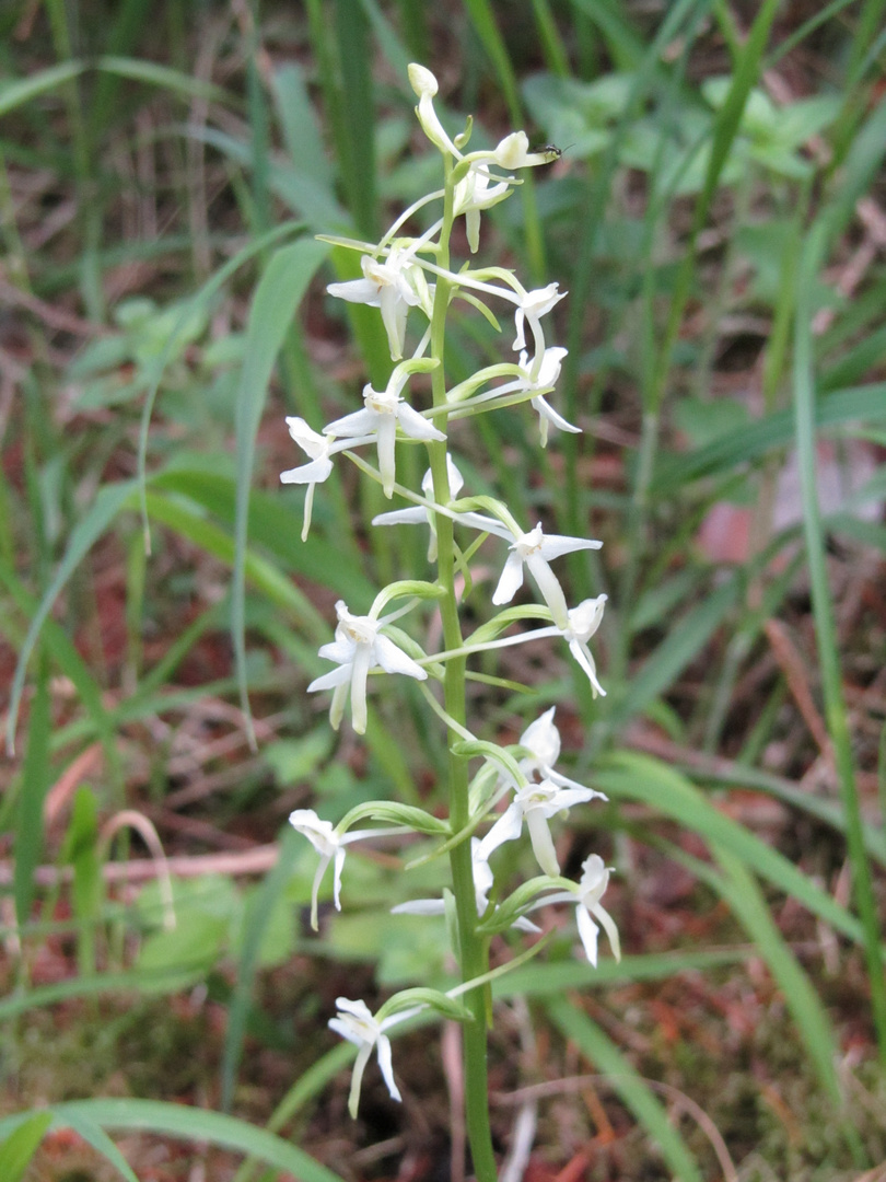 Orchidee 1 Zweiblättrige Waldhyazinthe/ Orchidee des Jahres 2011