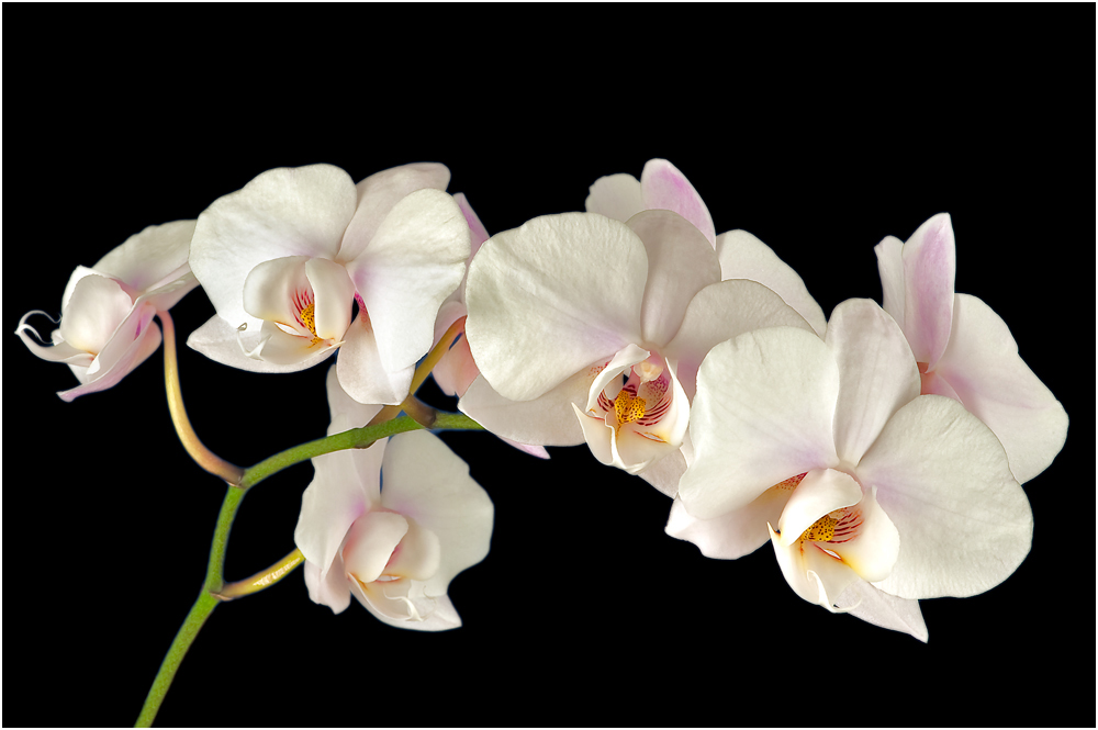 Orchidee 10