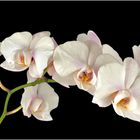 Orchidee 10