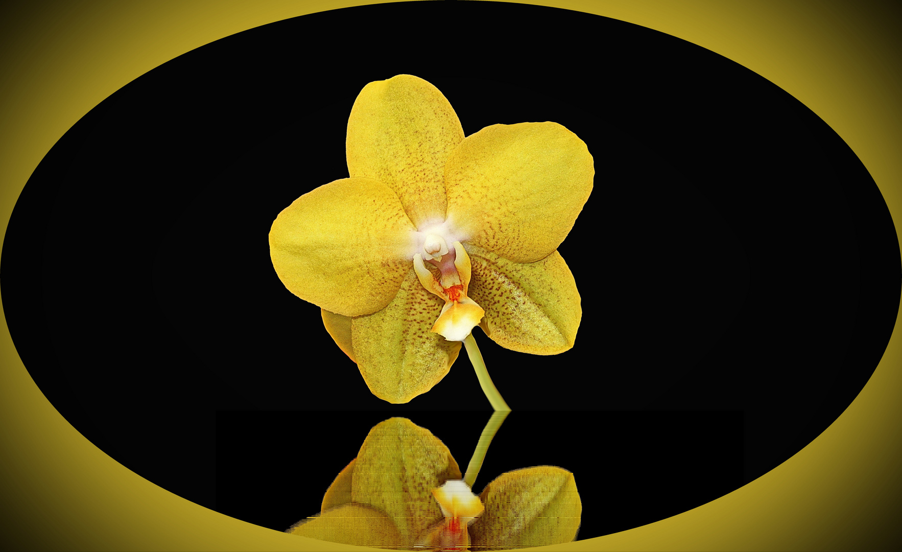 Orchidee (10)