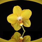 Orchidee (10)