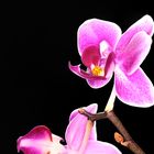 Orchidee