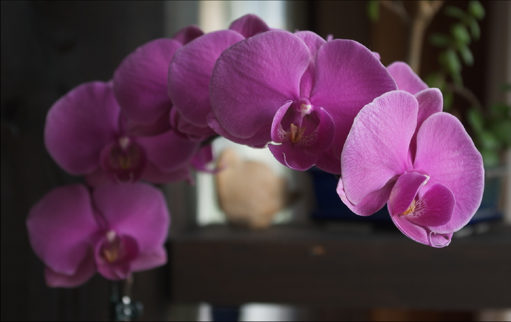 Orchidee