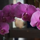 Orchidee