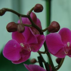 Orchidee