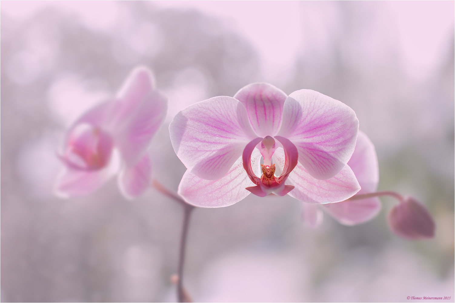 Orchidee