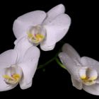 _ Orchidee _