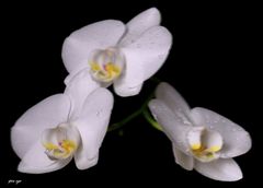 _ Orchidee _