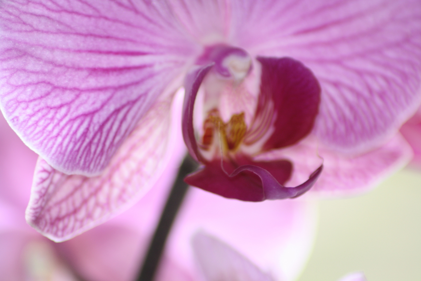 Orchidee