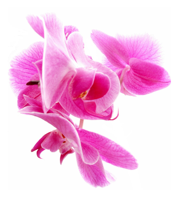 Orchidee