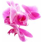 Orchidee