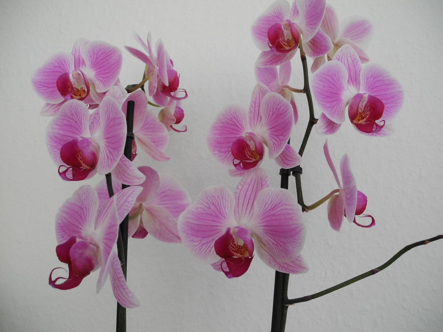 Orchidee