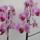 Orchidee