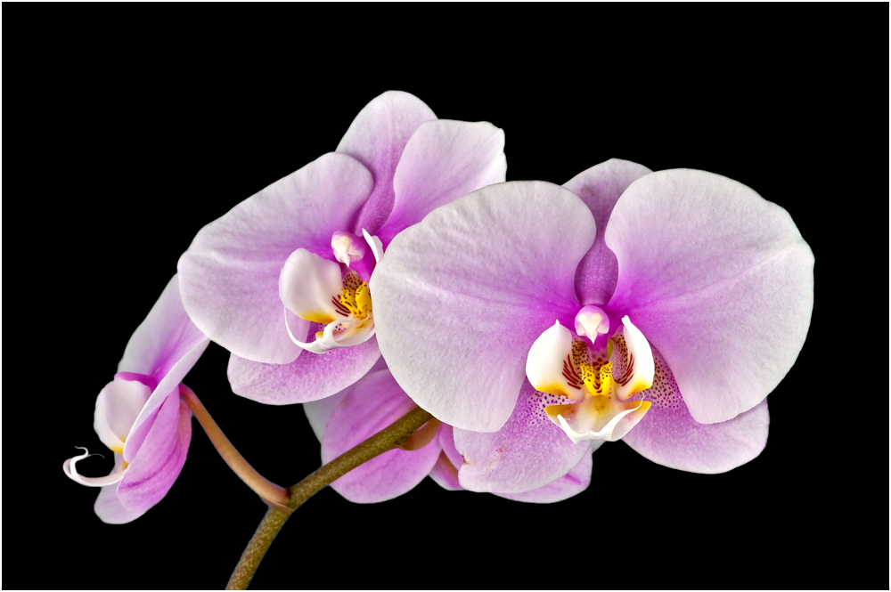 Orchidee 11