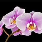 Orchidee 11