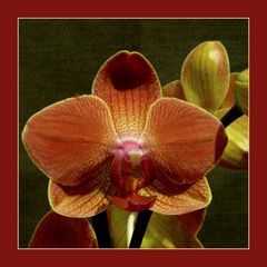 Orchidee 11