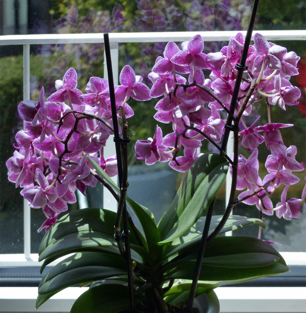 Orchidee