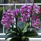 Orchidee