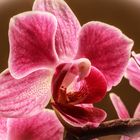 Orchidee