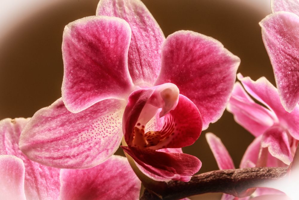 Orchidee