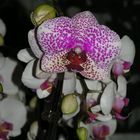 Orchidee 116