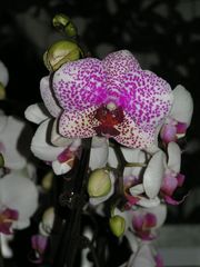 Orchidee 116