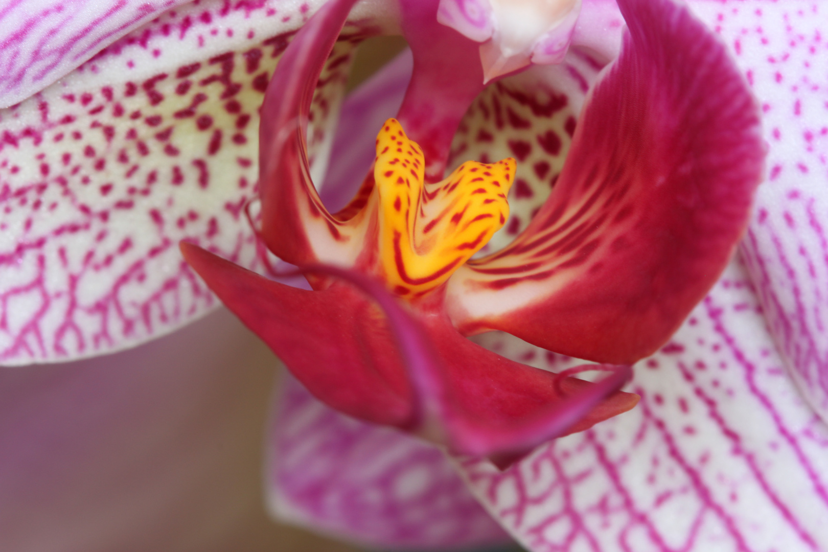 Orchidee