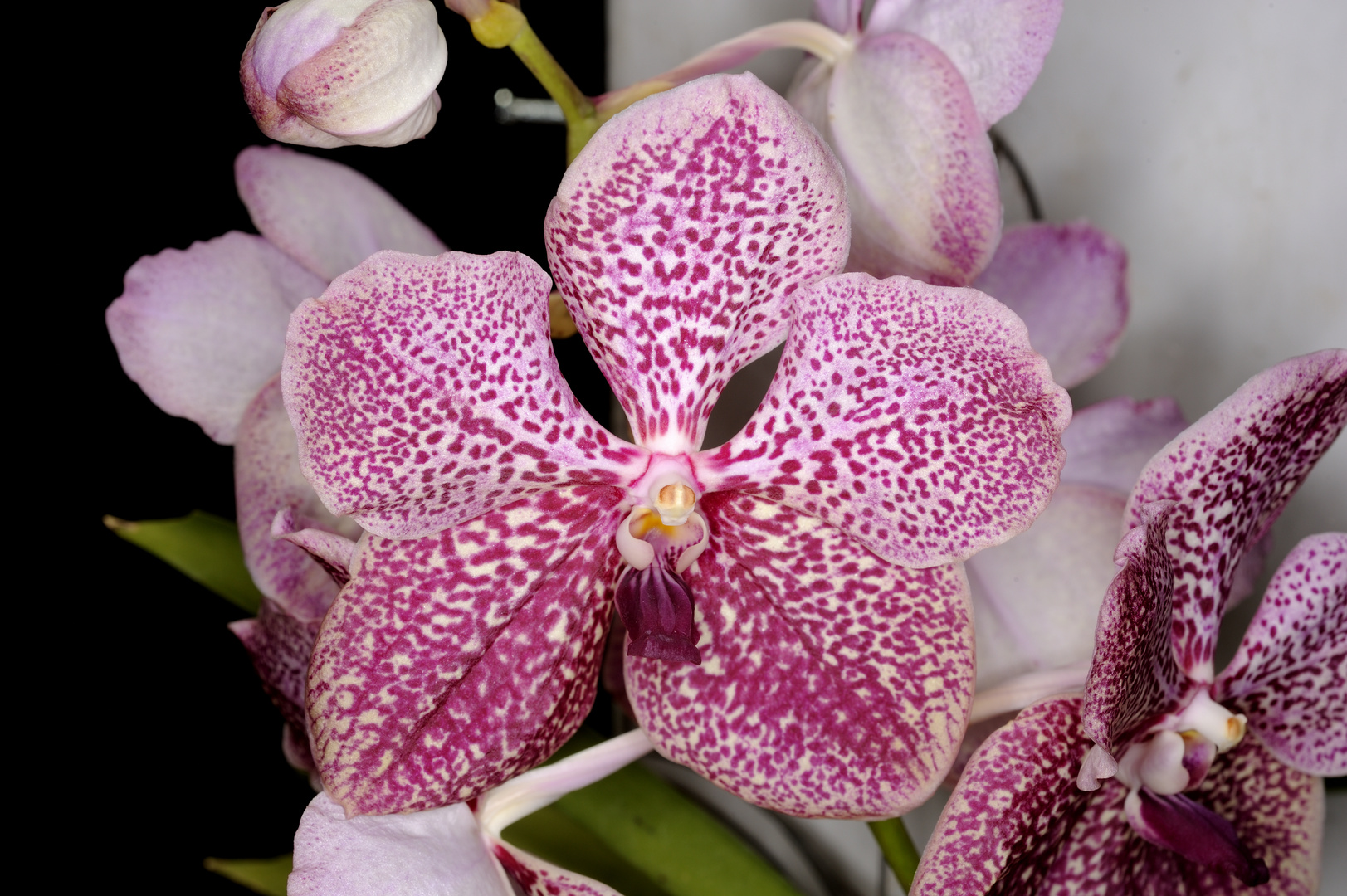 Orchidee